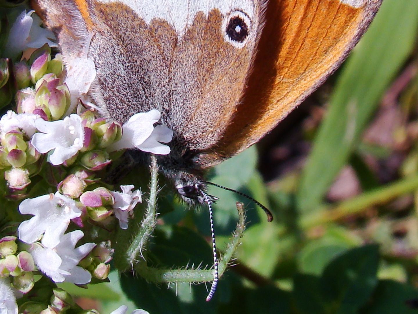 Le Coenonympha dell''Italia centrale